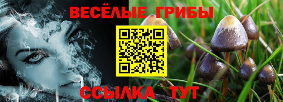 Павлово  Галлюциногенные грибы Cubensis  Вход с VPN  Галлюциногенные грибы Psilocybine cubensis 